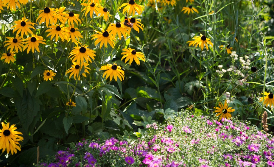 Wilde tuin vol bloemen | Foto: Roos Eijmers