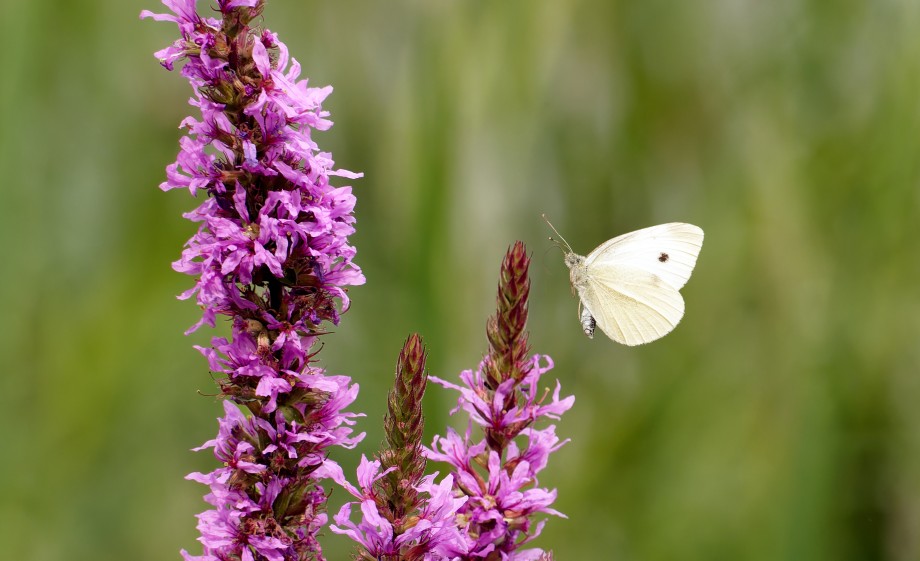 Grote Kattenstaart (inheems) | Foto: Adobe Stock