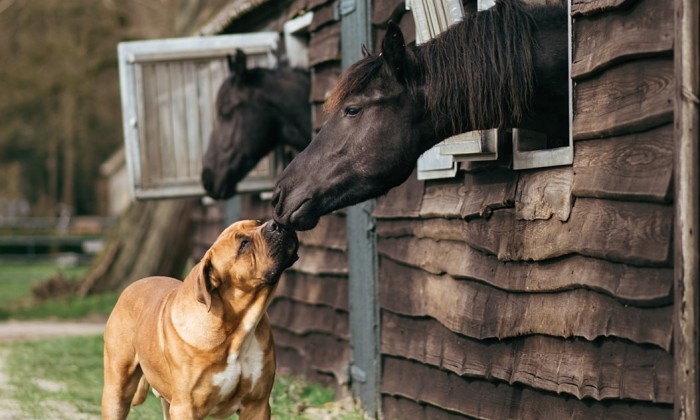 Friese paarden