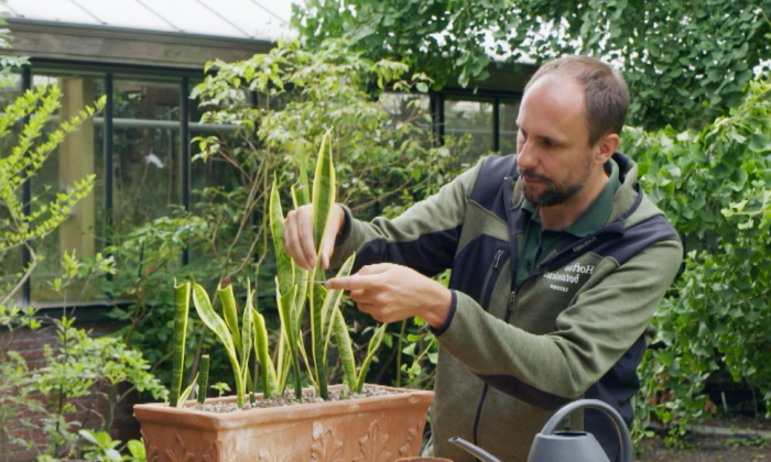 Dracena stekken - Rogier van Vugt