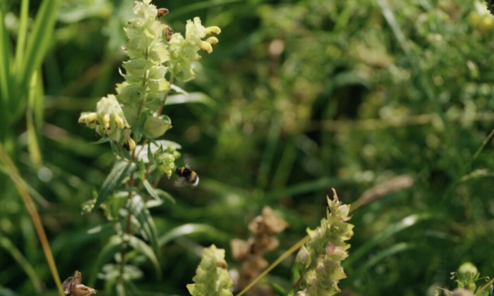 Unieke zadenmengsels