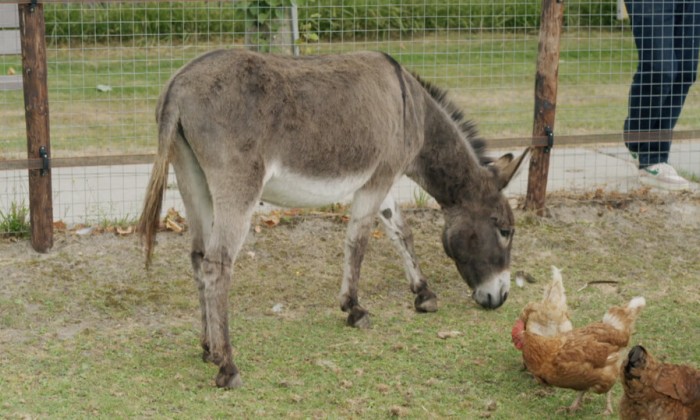 Een ezel van de ezelopvang