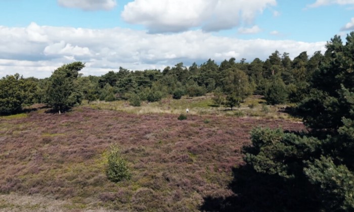 Sallandse heide