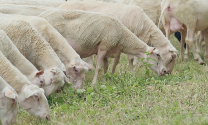 Leon gaat opzoek bij een schapenboer