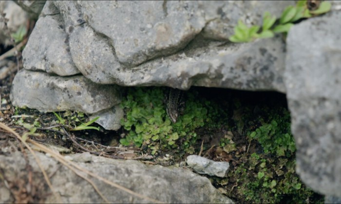 Salamander in rotsentuin Utrecht