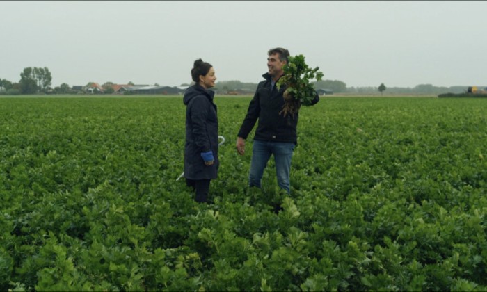 Rosah en Robert-Jan op de knolselderij-akker