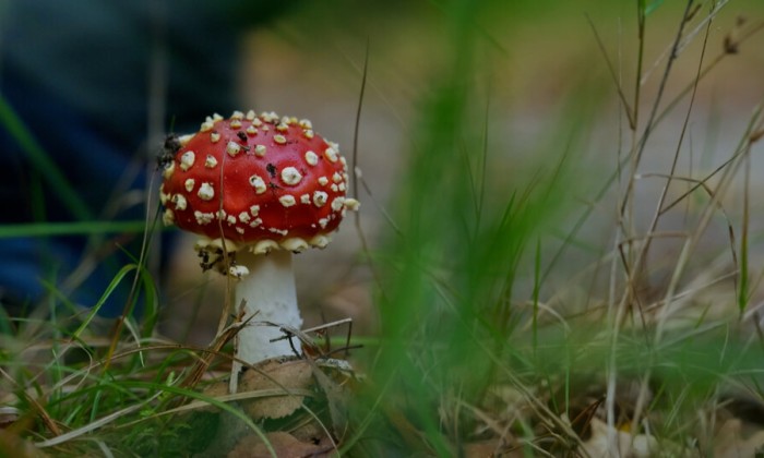 Klimaatbestendig bos