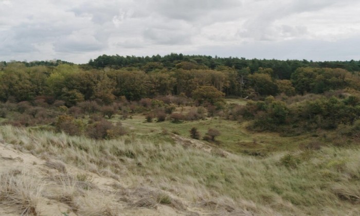 Paddenstoelen spotten in de duinen