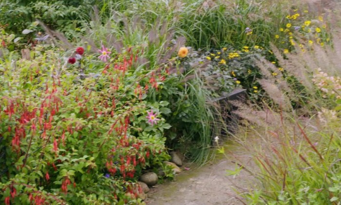Een weelderige grassentuin