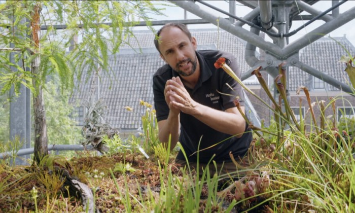 Alles over de venusvliegenval