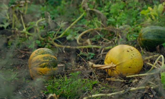 groenten met een jeugdsentiment