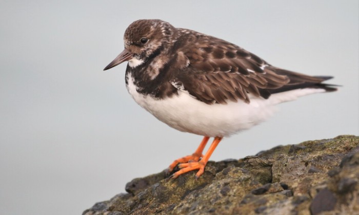 Vogels spotten in IJmuiden met Arjan Dwarshuis
