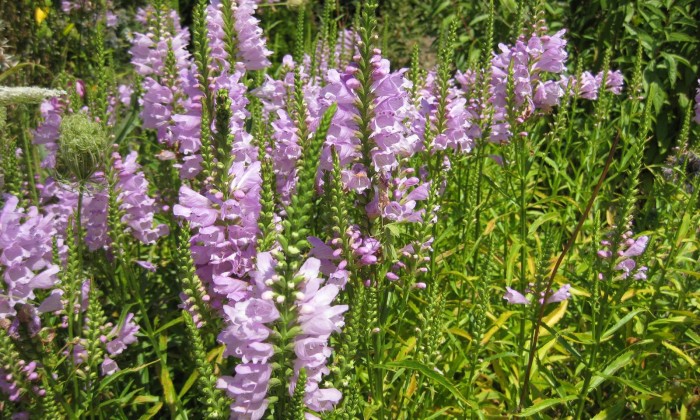 Physostegia Virginiana
