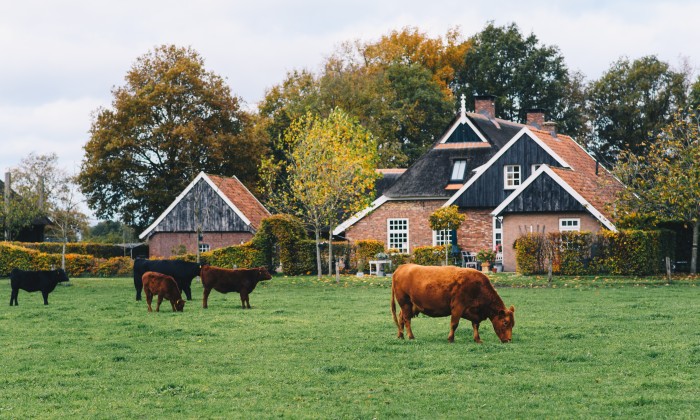 Koeien in weiland | Foto: Marjon Lukje