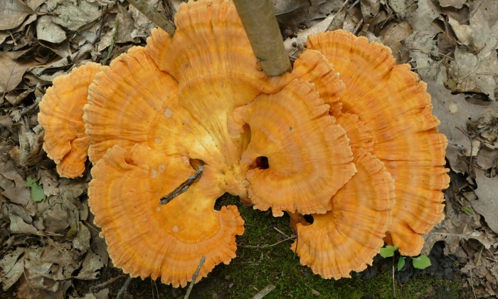 Zwavelzwam | archief boswachter Evert Thomas