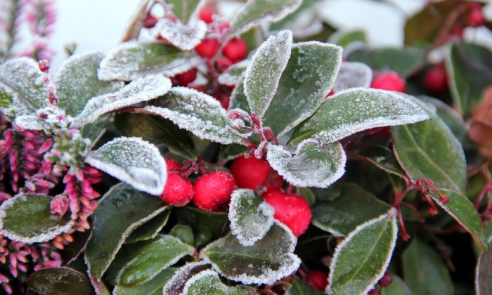 Winter tuin | Foto: Pixabay