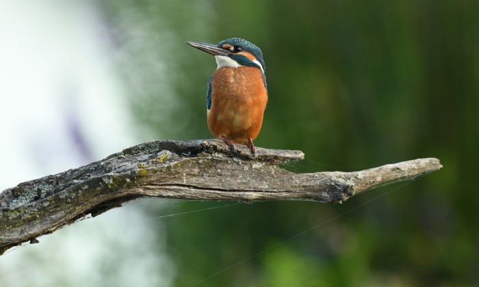 IJsvogel | Foto: Aaldrik Pot