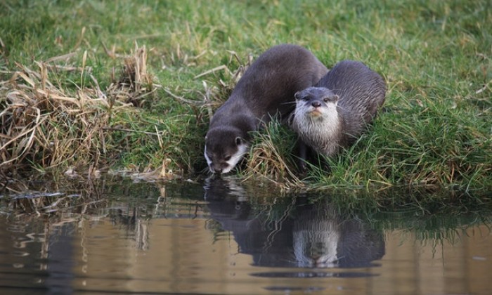 Otters