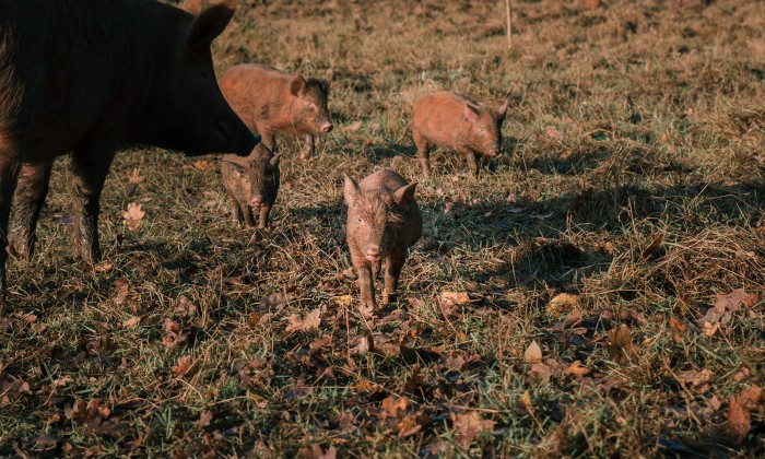 Tamworth varkens | Foto Sheena Schouwink