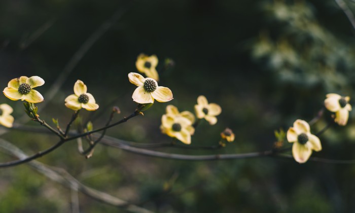 Ontluikende bloemen in het voorjaar | Foto: Marjon Lukje