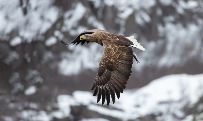 Zeearend | Foto: Martha de Jong - Lantink