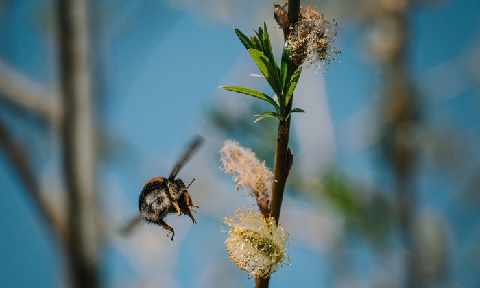 Hommel vliegt van katje naar katje | Foto: Sheena Schouwink 