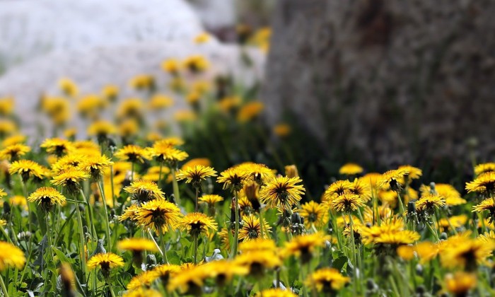 Een veld vol paardenbloemen | Foto: Pixabay