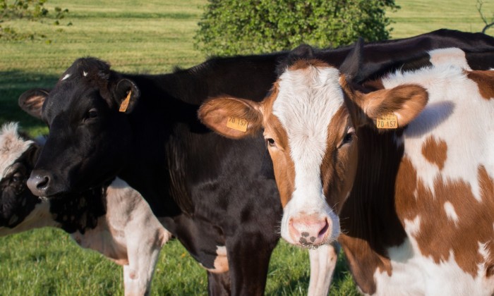 Koeien | Foto: Pixabay