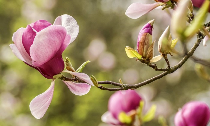 Magnolia | Foto: Pixabay