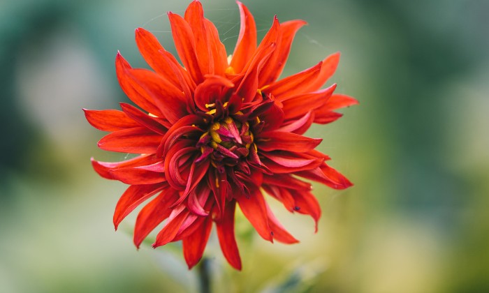 Eetbare tuin Ressen | Foto: Marjon Lukje