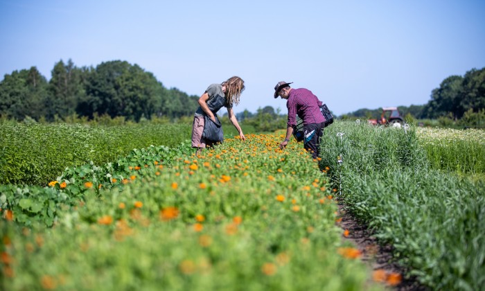 Biodynamische kruidentuin | Goudsbloem plukken | foto: Olle van der Weiden