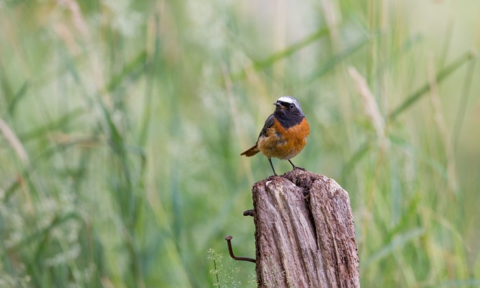 Gekraagde roodstaart | Foto: Martha de Jong-Lantink