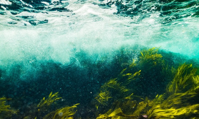 Zeewier in de zee | Foto: Pixabay