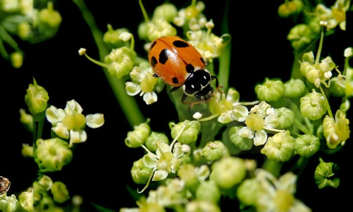Lieveheersbeestje op peterselieplant | Foto: Pixabay