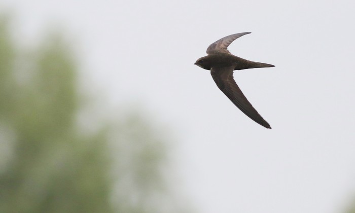 Gierzwaluw | Foto: Jonathan-Leeuwis Staatsbosbeheer