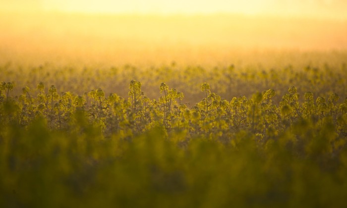 Koolzaad | Foto: Pixabay