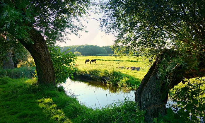 Groen landschap in Nederland | Foto: Pixabay
