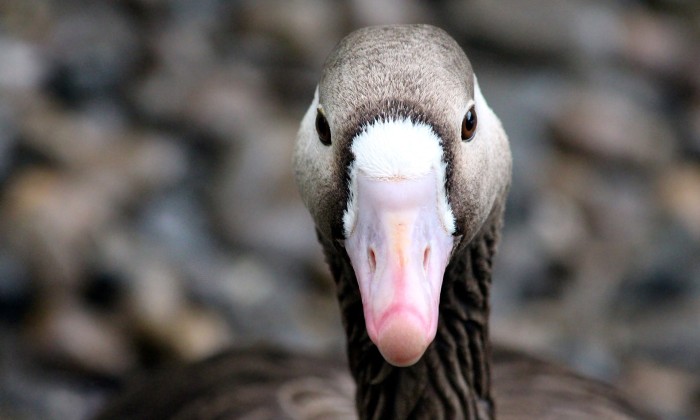 Kolgans van dichtbij | Foto: Pixabay