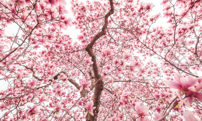 Magnolia | Foto: Unsplash