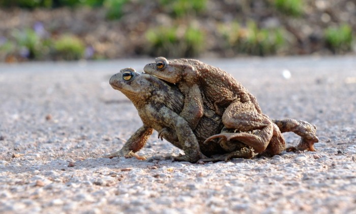 Het is lente en de paddentrek is officieel begonnen