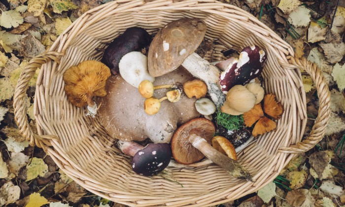 Herfstige paddenstoelen