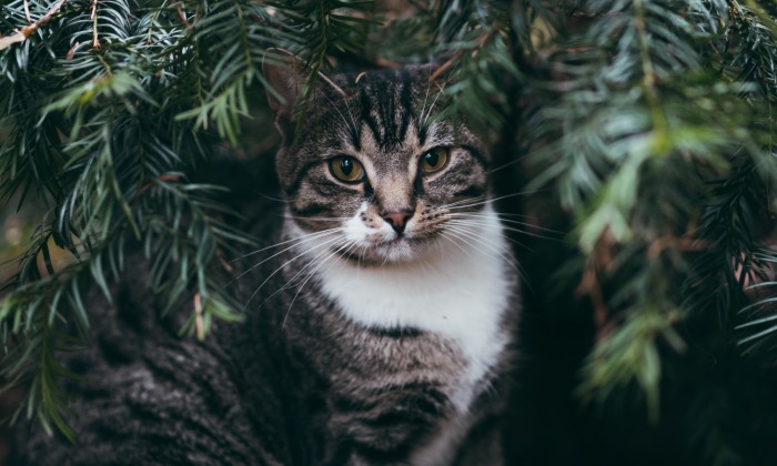 Het St Kattendorp in Harfsen