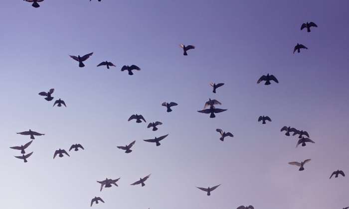 Trekvogels spotten | Foto ter illustratie