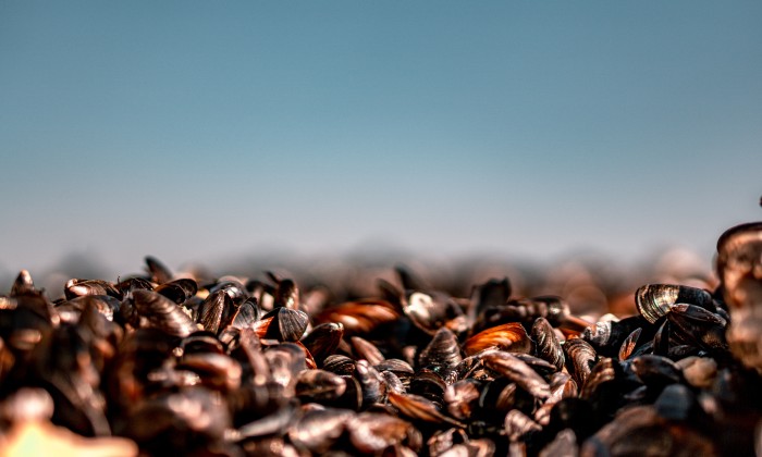 Rauwe mosselen