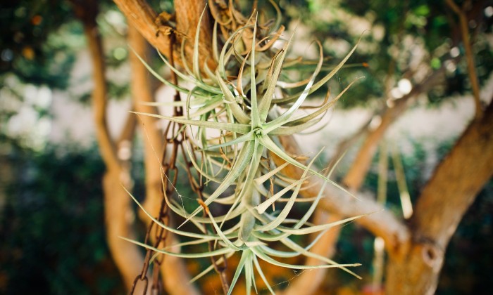 Luchtplantjes - Rogier