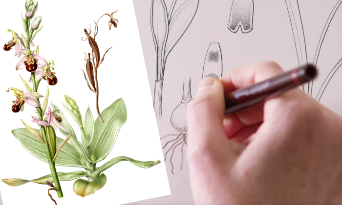 Botanische tekeningen - Esmee Winkel