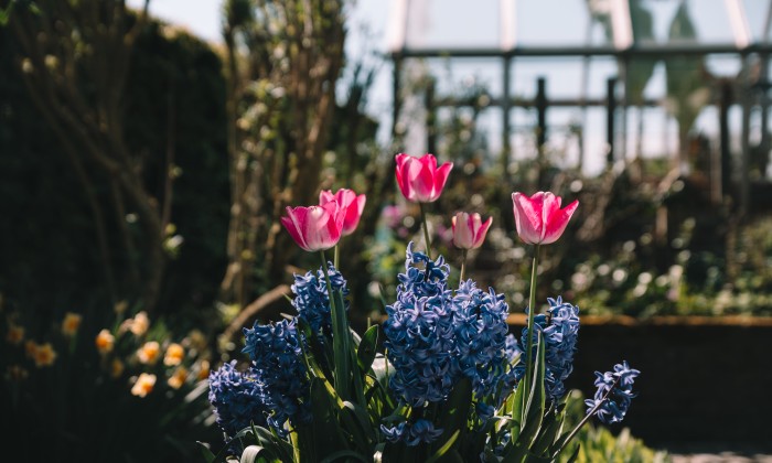 Tulpen en voorjaarsbloeiers in de tuin in Lutjebroek | Fotografie: Sheena Schouwink