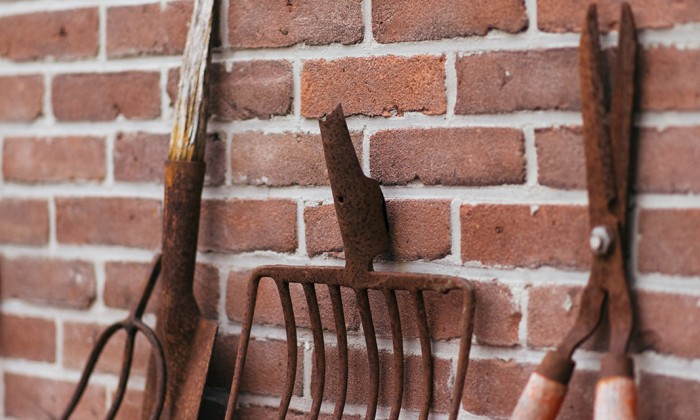 Helleborussen tuin in Sellingen | Fotografie: Marjon Lukje