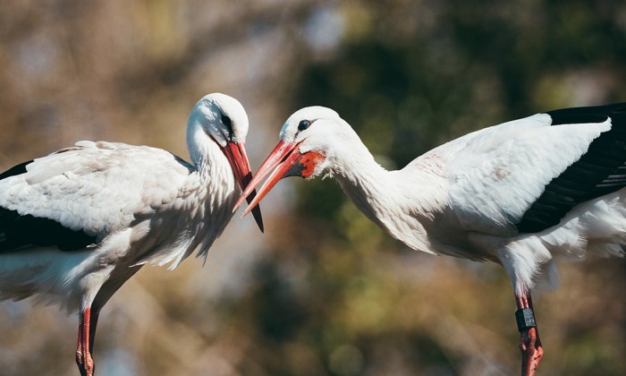 Ooievaarsstation De Lokkerij in Meppel | Fotografie: Marjon Lukje
