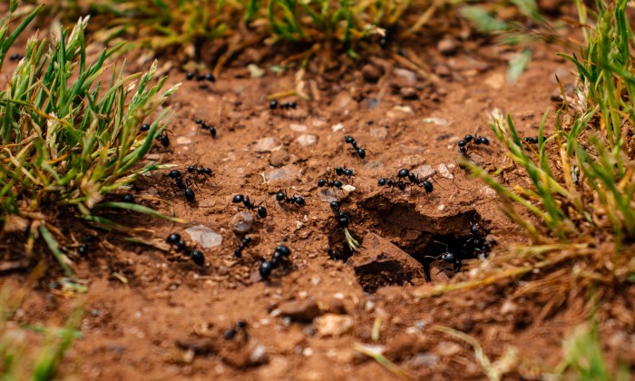 5x tips tegen mieren | Foto: Pexels